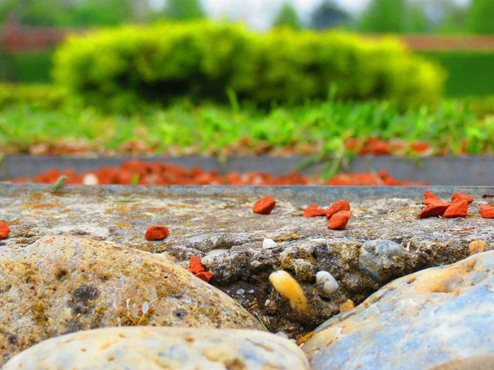 пепа баручийска