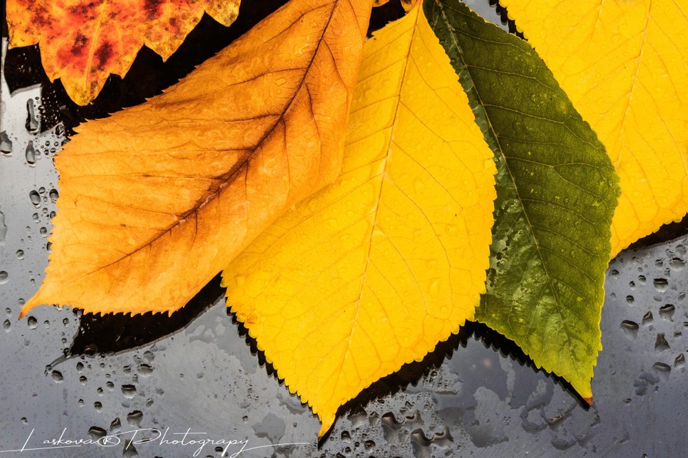 Вероника Ласкова