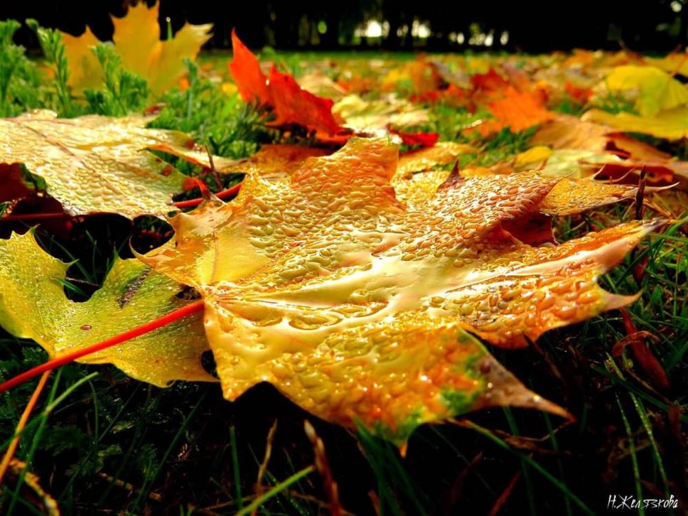 Нели Желязкова