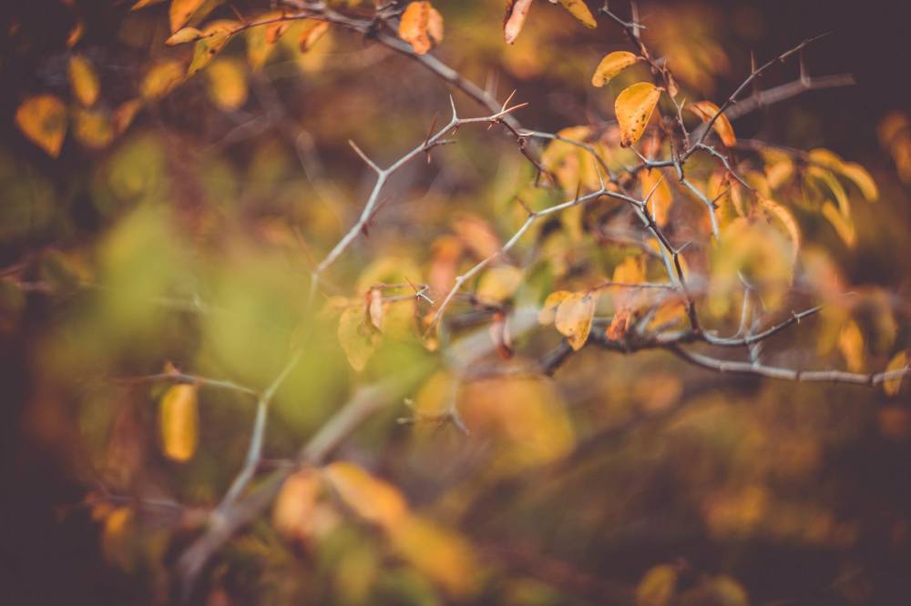 Lubo Pan Photography